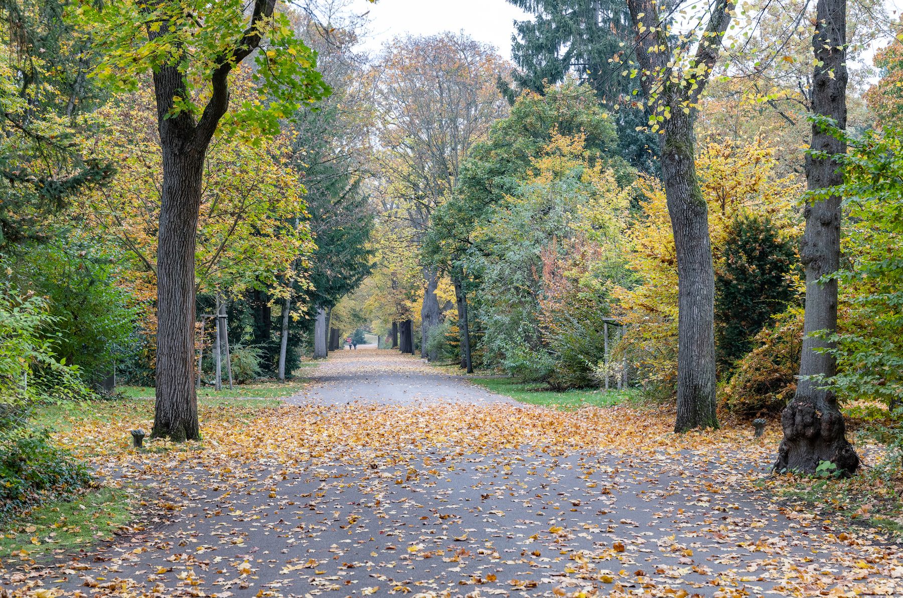 Breite baumbestandene Hauptallee mit gelbem Herbstlaub auf dem Weg auf Westfriedhof Nürnberg